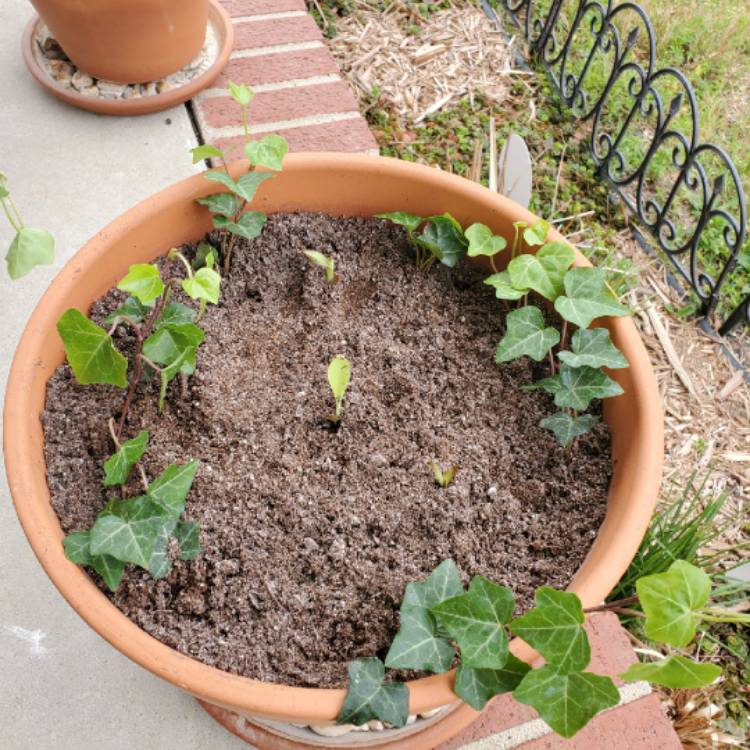 plant image 1251727