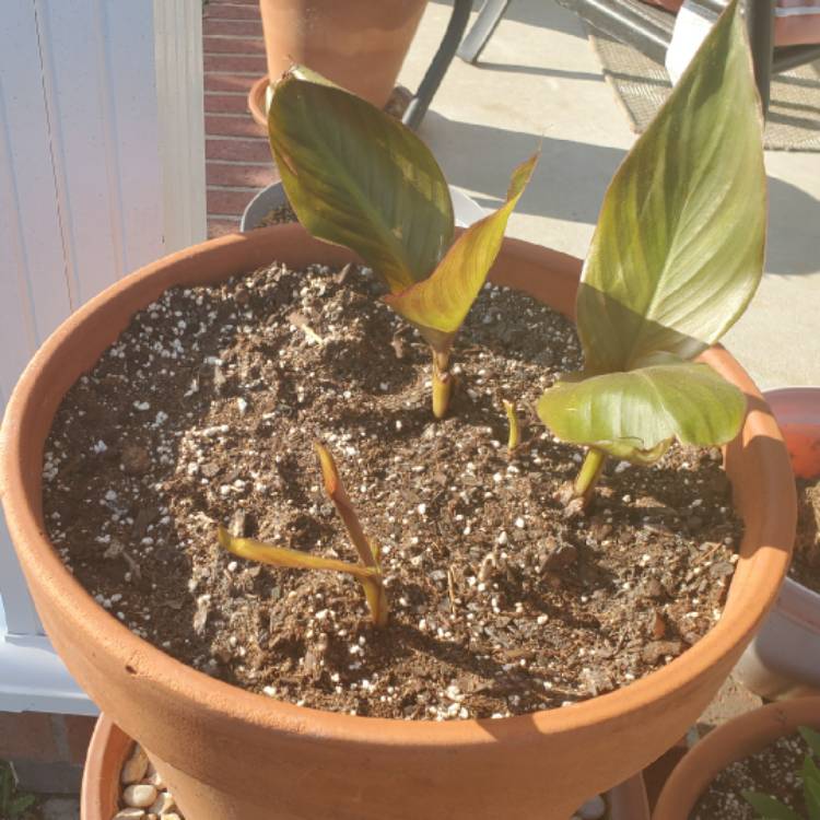 plant image 1262513