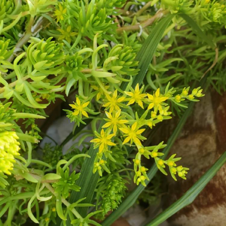 plant image 1262539