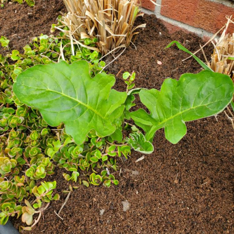 plant image 1267888 plant image 1267888