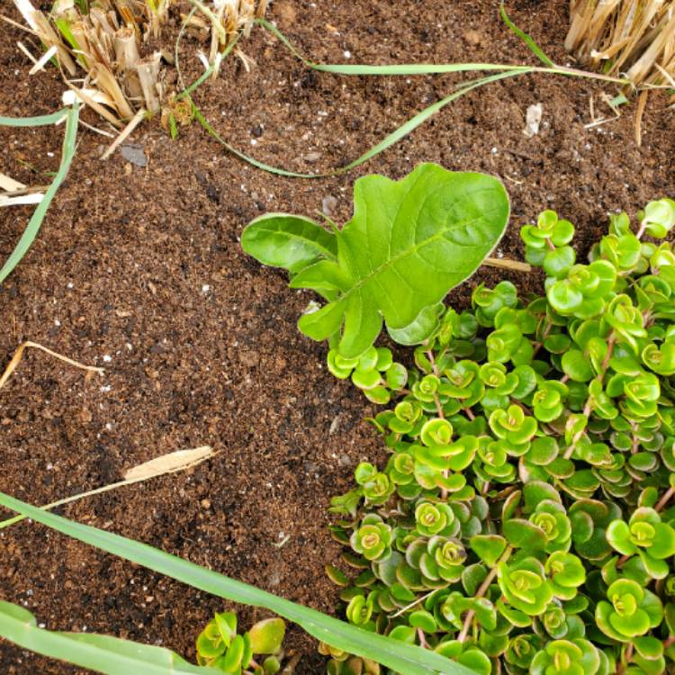 plant image 1267889 plant image 1267889