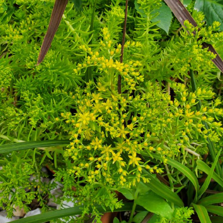 plant image 1267895
