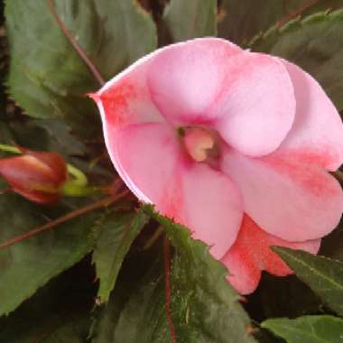 Impatiens Hawkerii 'Sunpatiens'