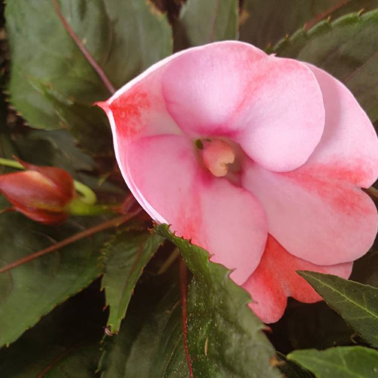 plant image 1279653 plant image 1279653