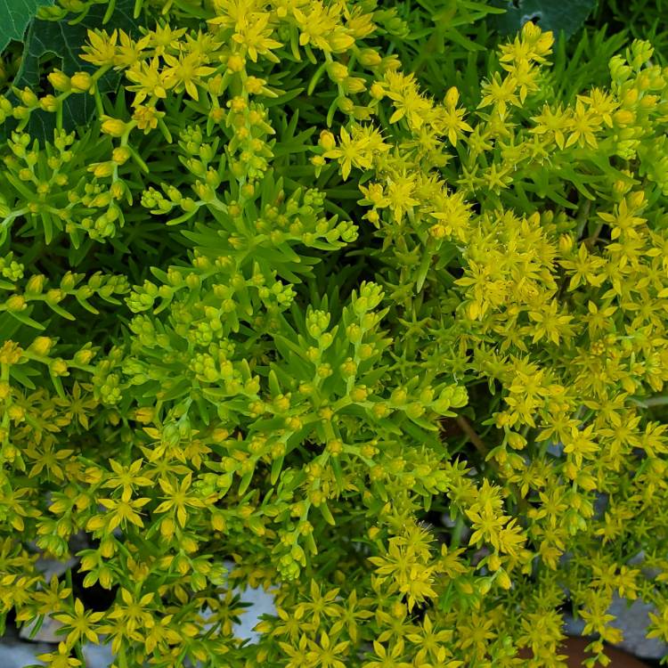 plant image 1280510