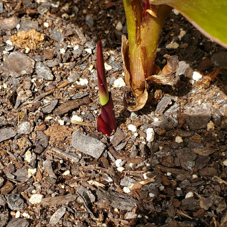 plant image 1285315