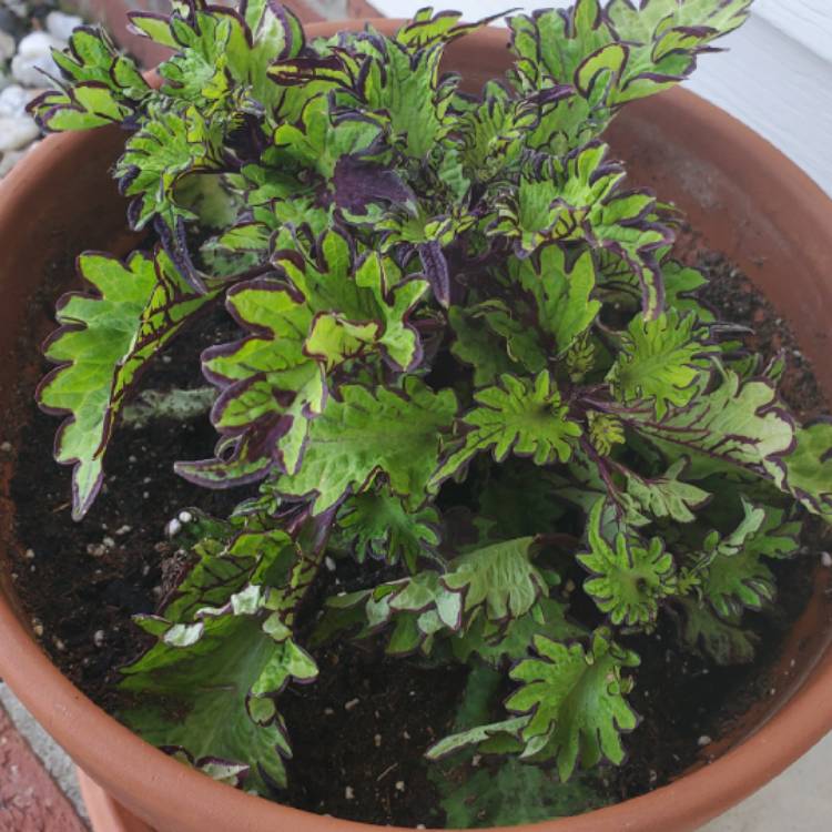 plant image 1285328