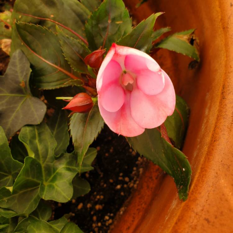 plant image 1288519 plant image 1288519