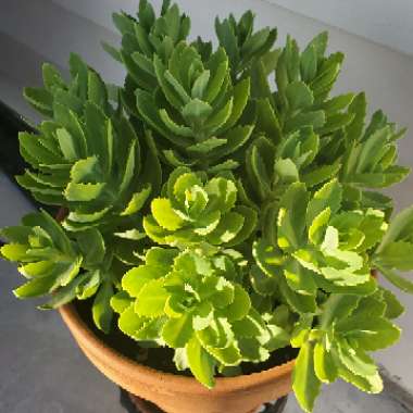 Hylotelephium Spectabile