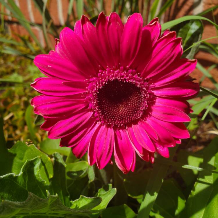 plant image 1300424 plant image 1300424