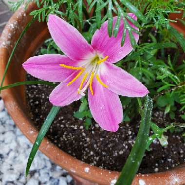Zephyranthes minuta syn. Zephyranthes grandiflora