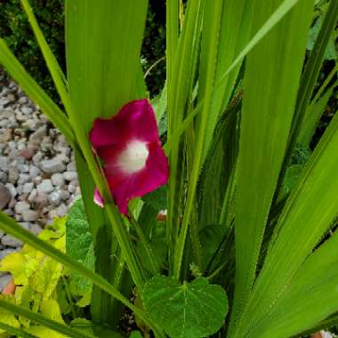 Ipomoea purpureaConvolvulus purpureus, Pharbitis purpurea