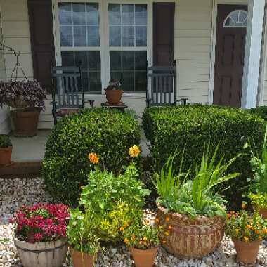 Kia's garden
