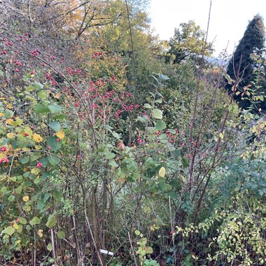 Hawthorn