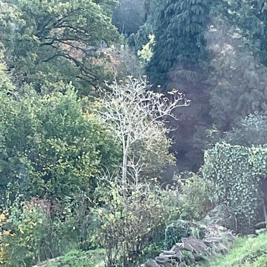 Common Elder