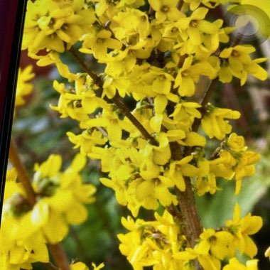 Forsythia
