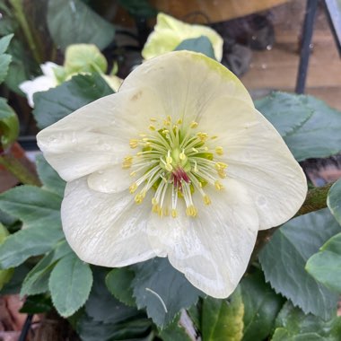 Hellebore