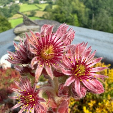 Suzi's garden