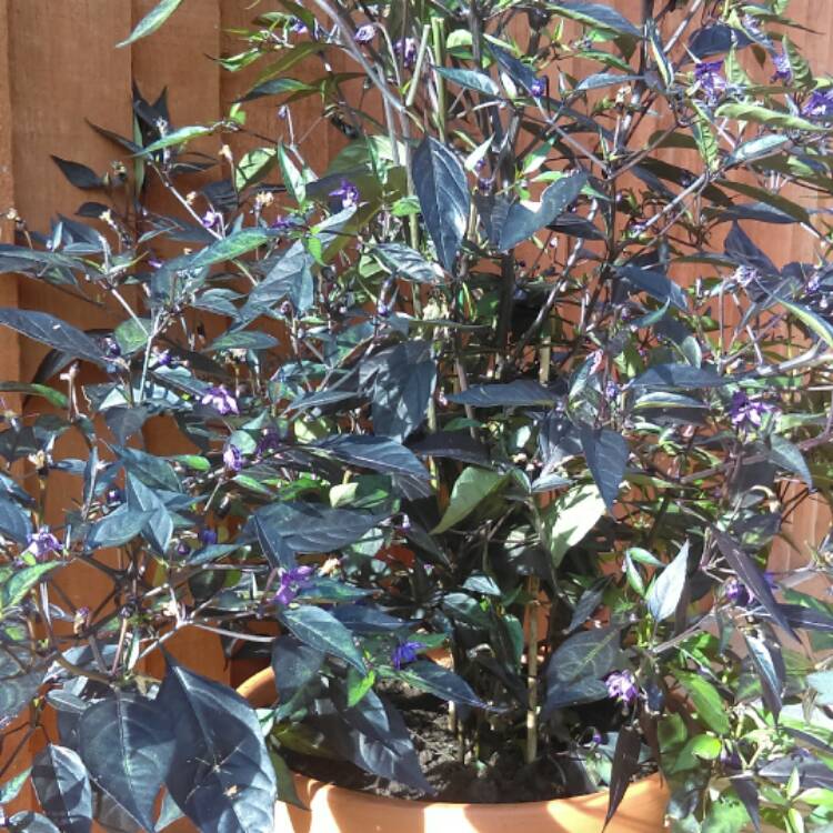 Plant image Capsicum annuum 'Zimbabwe Black'