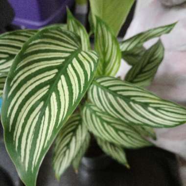Calathea 'Vittata'