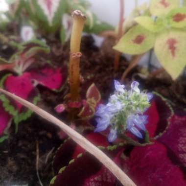 Coleus 'Chocolate Covered Cherry'