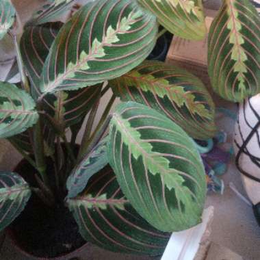 Prayer Plant 'Fascinator Tricolour'