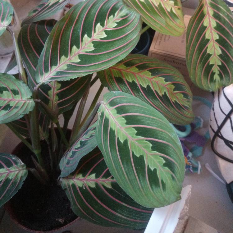 plant image 1541180 plant image 1541180