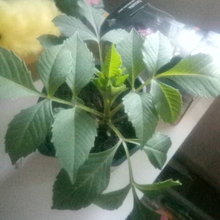 plant image 1095672