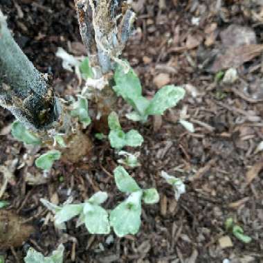 Western Mugwort 'Silver Queen'