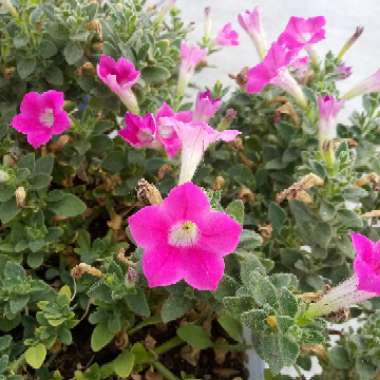 Petunia