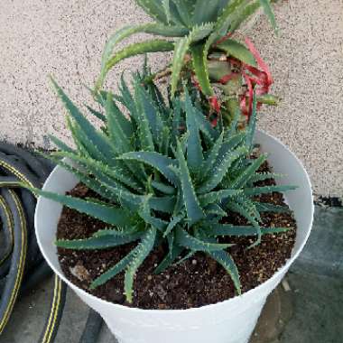 Aloe Vera
