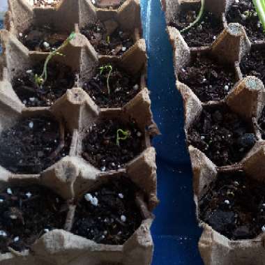 Coriander