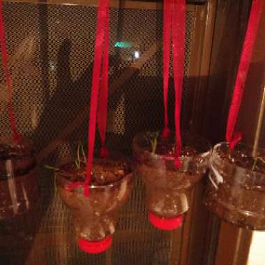 Luz's garden