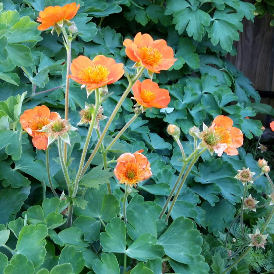 Geum borisii