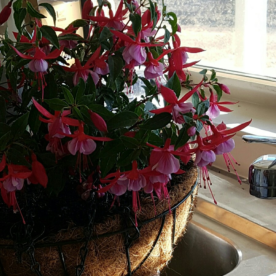 Plant image Fuchsia 'Blue Angel'