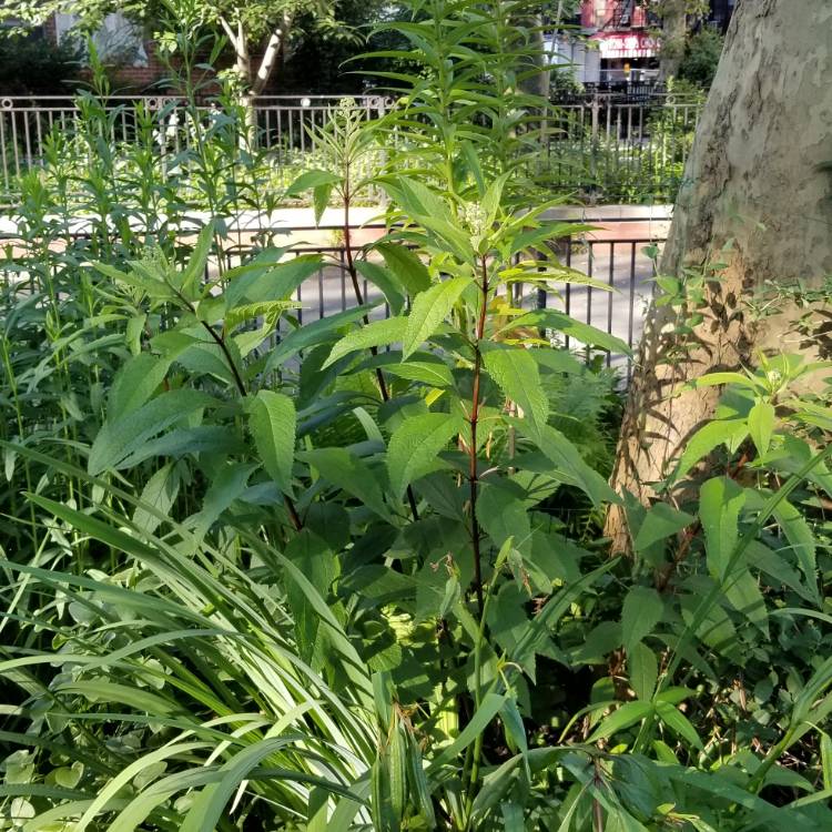 Plant image Eupatorium