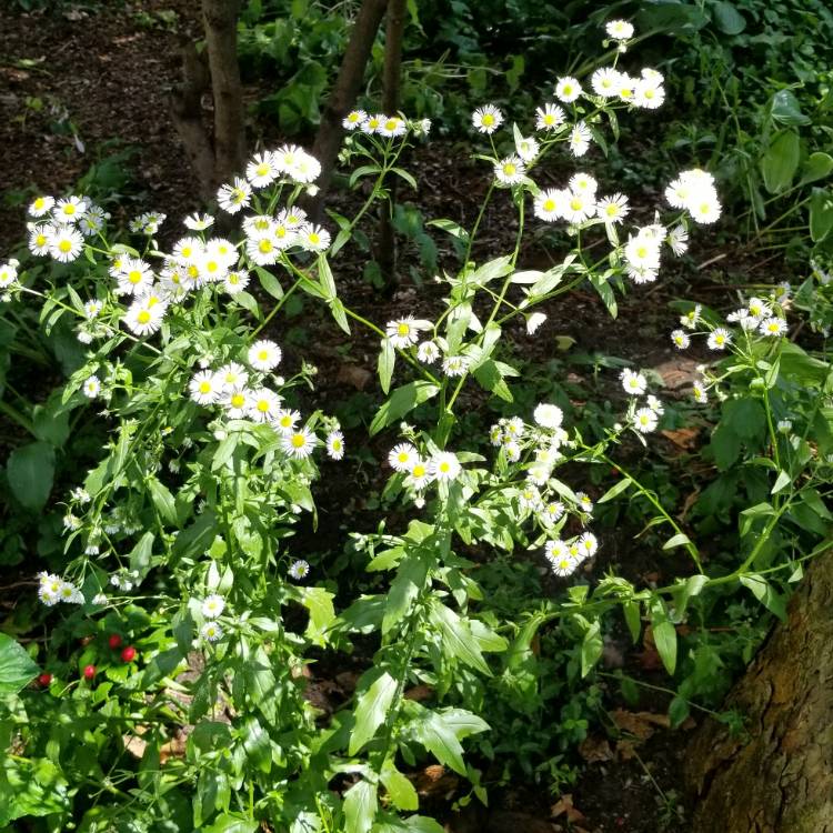 plant image 1117625