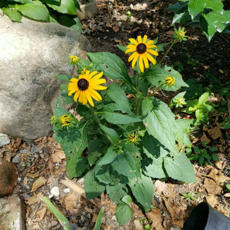 plant image 1122110