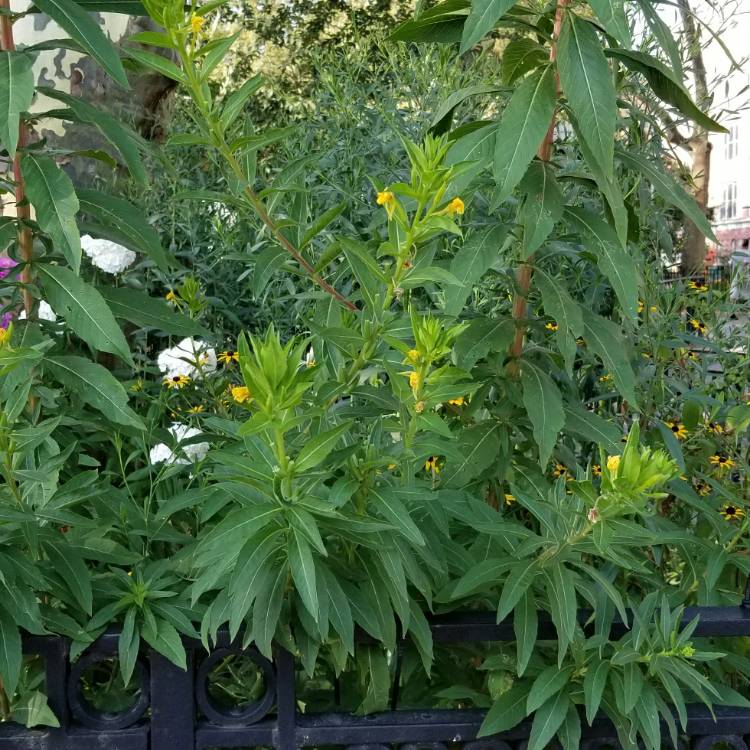 plant image 1128456