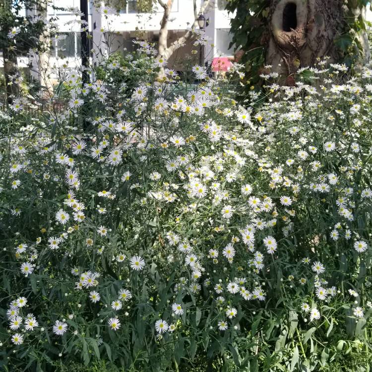 plant image 1170405