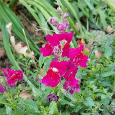 Summer Snapdragon