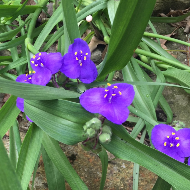 Plant image Tradescantia (Andersoniana Group) 'Purple Dome'