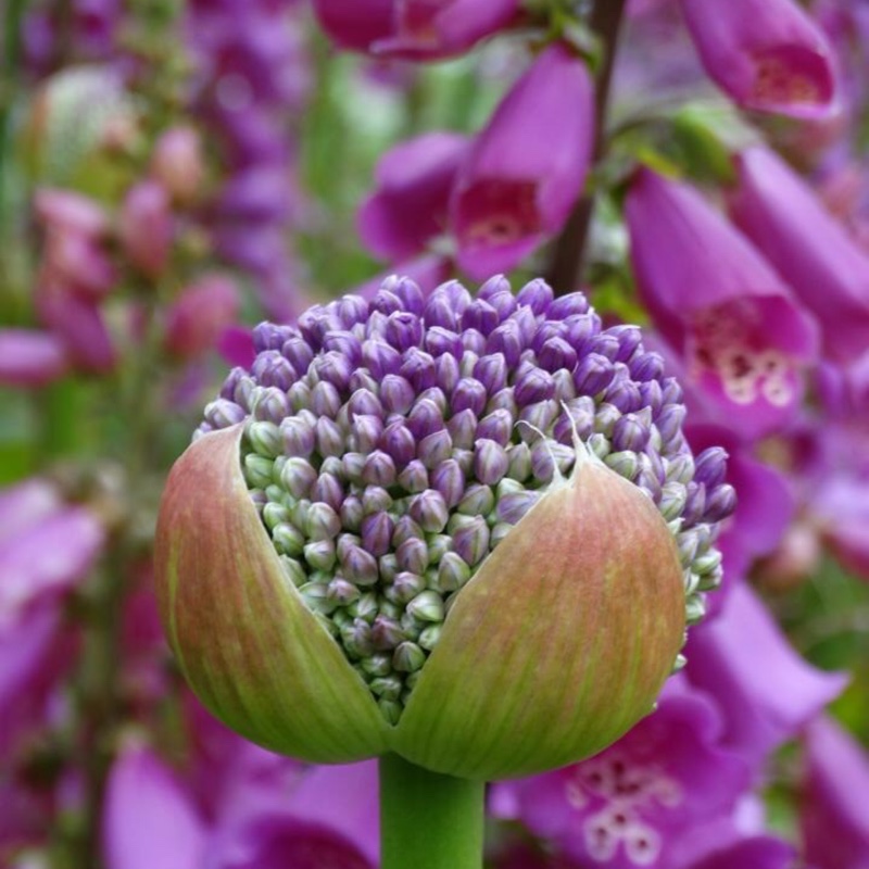 Allium schoenoprasum
