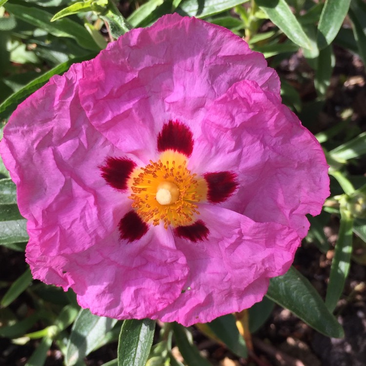 Plant image Cistus x purpureus 'Betty Taudevin'