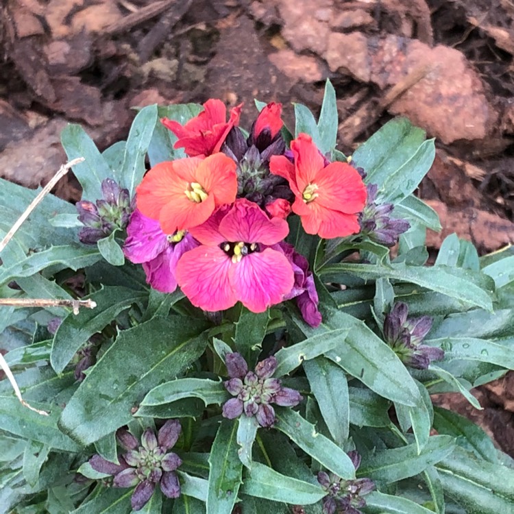 Plant image Erysimum 'Red Jep'
