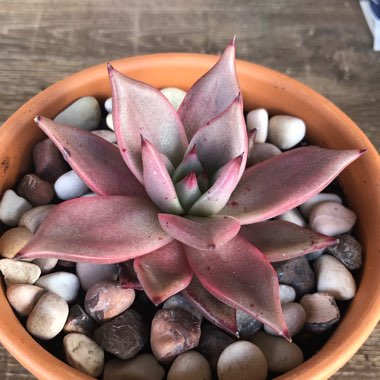 Echeveria Agavoides Romeo
