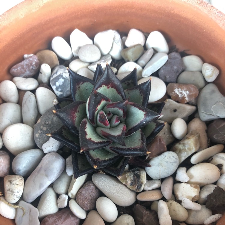 plant image 1186277