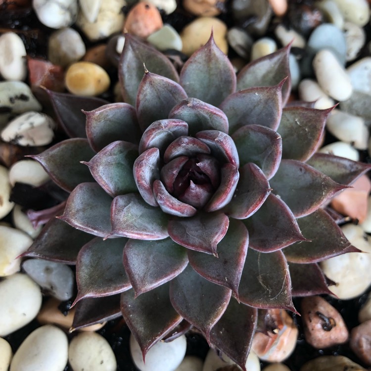 Plant image Echeveria Agavoides Blood Maria