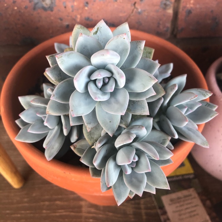 Plant image x Pachyveria Powder Puff