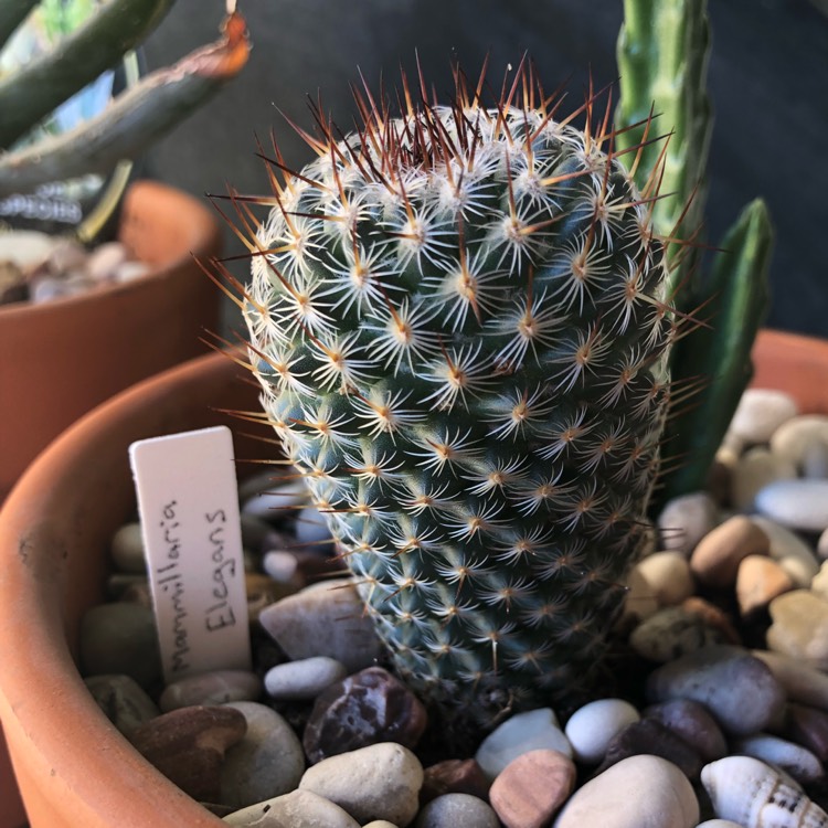 plant image 881533